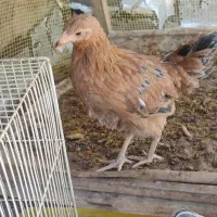دوتا جوجه مرغ سالم ۴ماهه