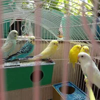فروش مرغ عشق|پرنده|شیراز, کفترک|دیوار