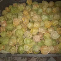 فیسالیس