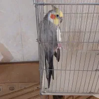 عروس هلندی نر باقفس