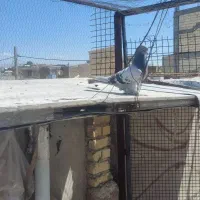 کفتر|پرنده|مرودشت, ابوذر جنوبی|دیوار