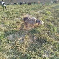 45راس بز درجه یک برای داشت|حیوانات مزرعه|درودزن, |دیوار