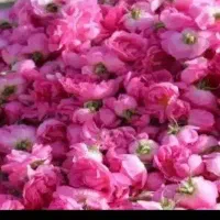 گل محمدی تازه در فریمان روزی ۳ کیلو