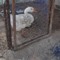 غاز