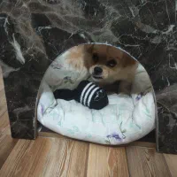 واگذاری سگ|سگ|اراک, |دیوار