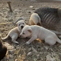 ۲ عدد شاه توله ماده سرابی