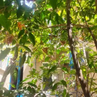 خانه تخلیه اجاره دو سال،2 طبقه و نیم،بر اصلی،5اتاق|اجارهٔ خانه و ویلا|تهران, حر|دیوار