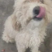 توی پودل|سگ|قم, شهر قائم|دیوار