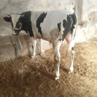 گاو سیمینتال|حیوانات مزرعه|گتوند, |دیوار