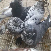 کبوتر تکپر و طوقی|پرنده|سرخنکلاته, |دیوار