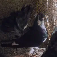 چند کبوتر آس