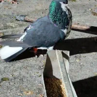 ساده سیاه نر و ماده سبز ابلغ