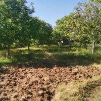 خانه باغ فروشی