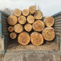 خرید و فروش چوب درخت تر و خشک