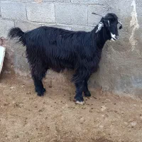 کهر،|حیوانات مزرعه|مرودشت, محمد آباد|دیوار