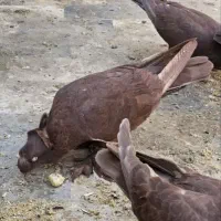 رواعب رواعبی دوکاکل|پرنده|قم, شهرک سازمان آب|دیوار