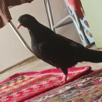 زاغ آبادانی