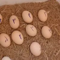دستگاه جوجه کشی نیمه اتوماتیک