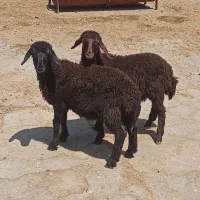 ۲ عدد بره ماده