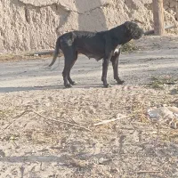 سگ گردین ۳نیم ساله دهن پاک