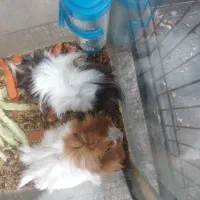 خوکچه و همستر|موش و خرگوش|قدس, شهرقدس|دیوار