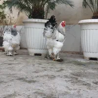 برهما لایت|حیوانات مزرعه|رشت, فلسطین|دیوار