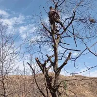 خریدچوب ودرخت و تیرسقف به صورت نقد و قیمت بالا