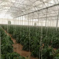 کار در گلخانه بسته بندی فلفل دلمه