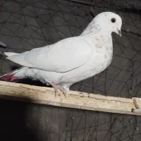 کبوتر پرشی|پرنده|تهران, خاک سفید|دیوار