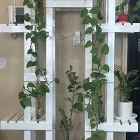 استند|گل و گیاه طبیعی|سیرجان, |دیوار