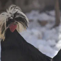 مرغ و خروس لهستانی