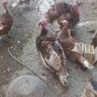 بوقلمون نر و ماده