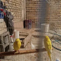 مرغ عشق