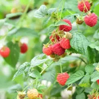 نهال رزبری قرمز نایلکسی ریشه پر