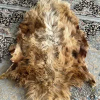 پوست گوسفند