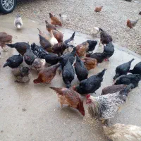 مرغ بیرانشهر