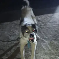 سگ نر
