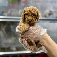 فرفری های دارک ردجذاب