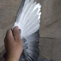 نر پلنگ|پرنده|رفسنجان, |دیوار