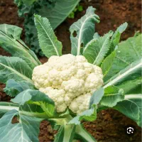 گل کلم مرزنکلاته