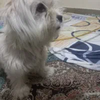 با سلام توله سگ بسیار باهوش و بازیگوش آروم .