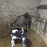 فروش تلیسه تازه زاییده