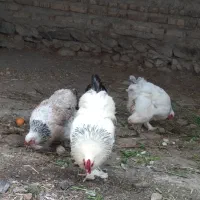 مرغ و خروس امپراتور برهما|حیوانات مزرعه|گرگان, |دیوار