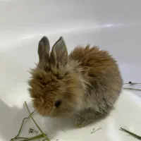 خرگوش لوپ|موش و خرگوش|مشهد, مقدم|دیوار