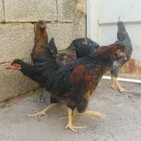 جوجه خروس ۵ماه