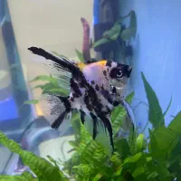 ماهی اکواریم|ماهی|بندر ماهشهر, |دیوار