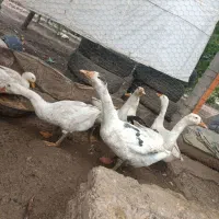 غاز|حیوانات مزرعه|خوی, |دیوار