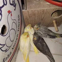 عروس هلندی همراه با ۴ جوجه نژاد دار|پرنده|تهران, مسعودیه|دیوار