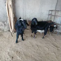 بزداشتی|حیوانات مزرعه|مهران (ایلام), |دیوار