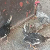 خروس گلین